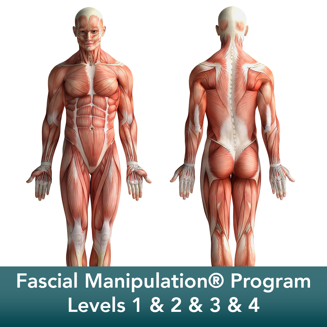 Fascial Manipulation® Program (Level 1 & Level 2 & Level 3 & Level 4)