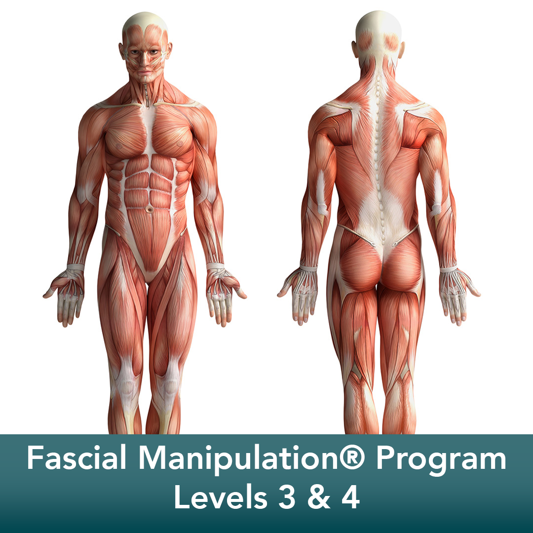 FASCIAL MANIPULATION® Fourth level FASCIAL MANIPULATION® Superficial fascia and systems